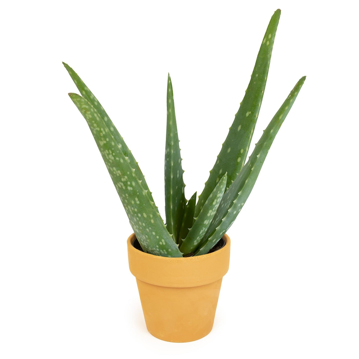 Aloe Vera Plant Gift in 4" Clay Pot, Live Succulent, Easy Plant for Beginners, Real Succulents for Home or Office, Indoor Houseplant Decor by Plants for Pets