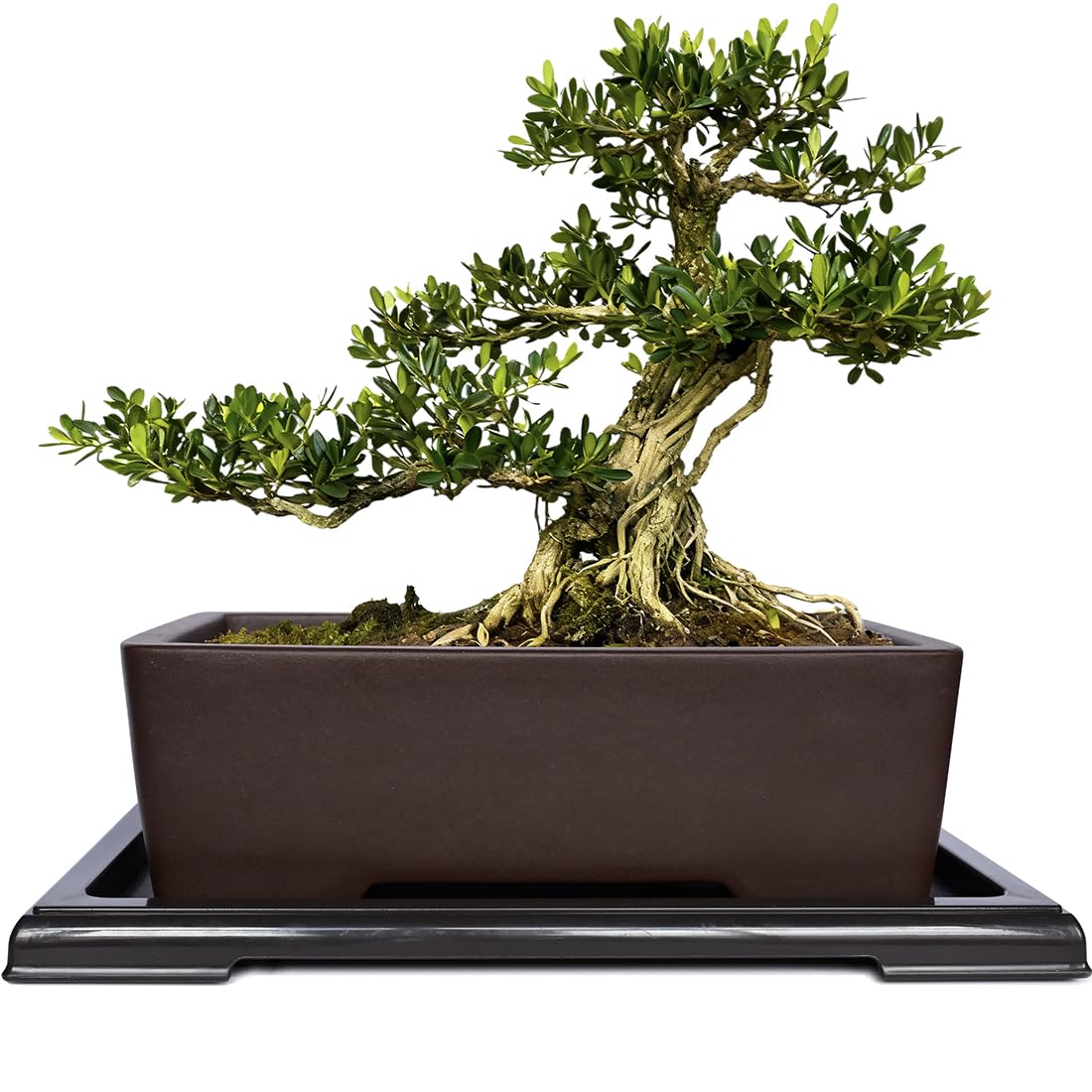 MUZHI Unglazed Zisha Bonsai Pot with Humidity Tray, Rectangle Bonsai Tree Planter with Drainage for Ficus, Succulent etc. (Classic Rectangle)