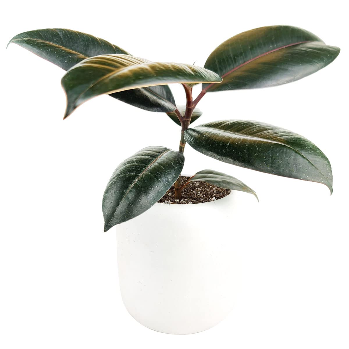 Burgundy Rubber Plant (4" Grower Pot) - Air Purifying and Live Healthy Houseplant - Easy to Grow, Easy to Care Indoor Houseplant