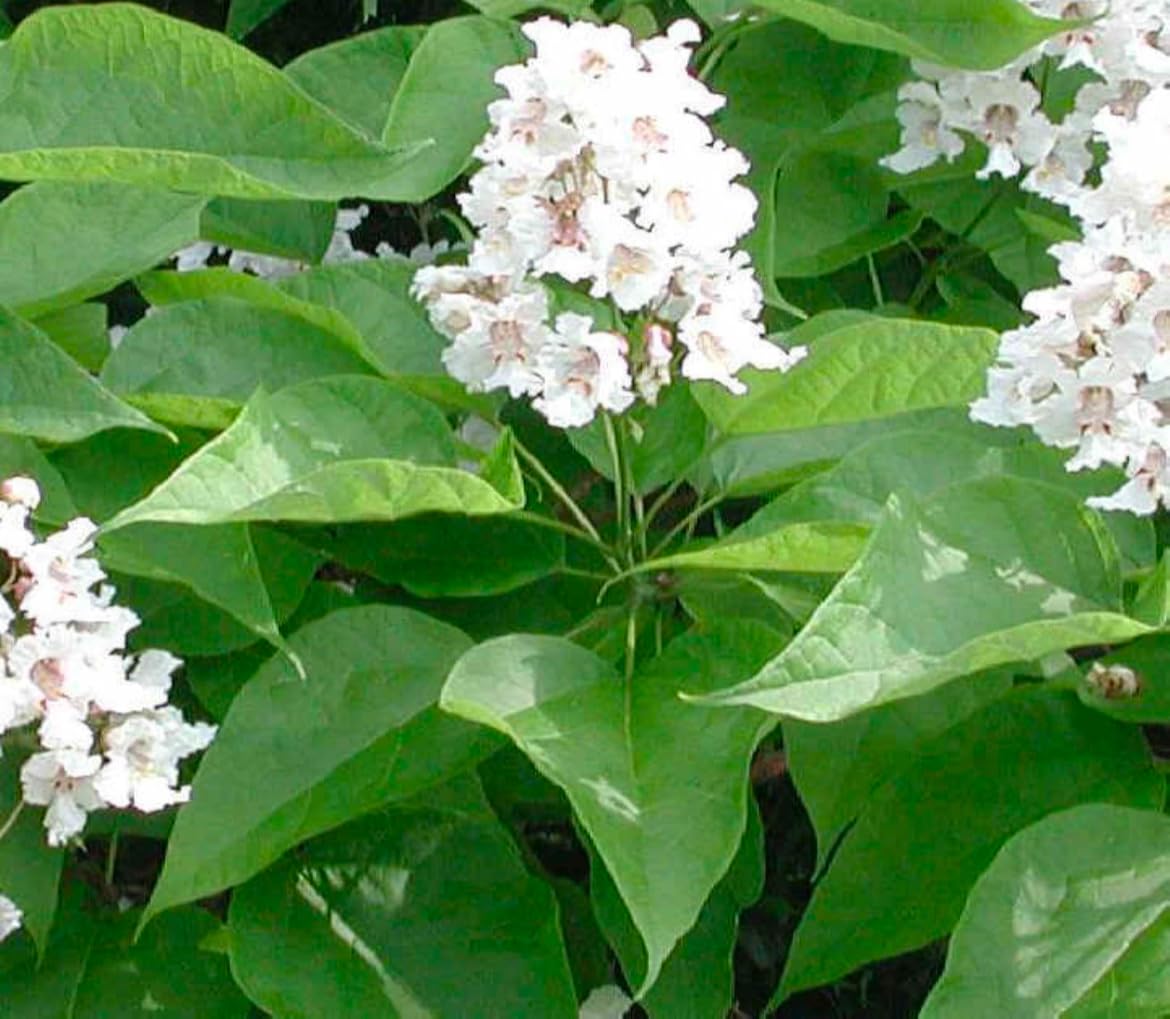 Catalpa speciosa, 2 Year Old 1-2 ft Tall,Northern Catalpa, Cigar Tree, Indian Bean, Sent with Roots Wrapped, no Leaves.