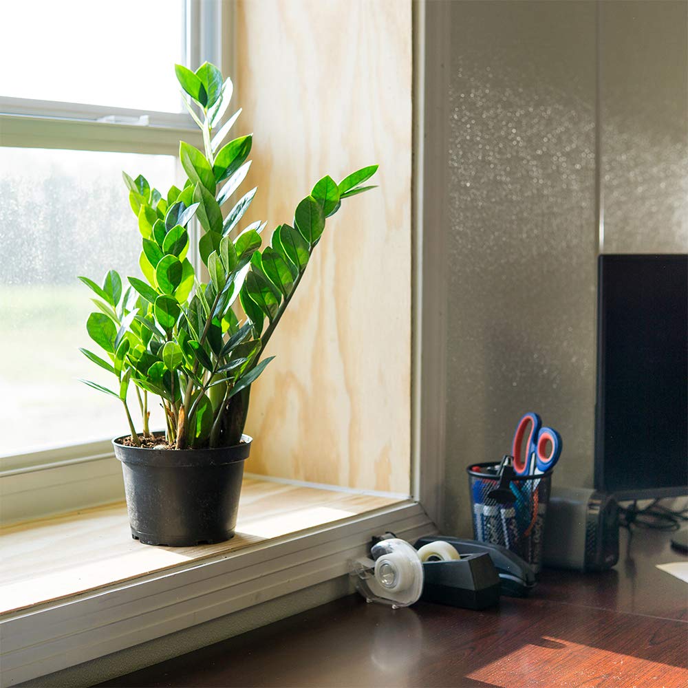Perfect Plants ZZ Plant - 6 in. Growers Pot | Zamioculcas Zamiifolia | Easy Care Houseplant | Perfect for Moderate to Bright Light Conditions (6 in Grower's Pot)