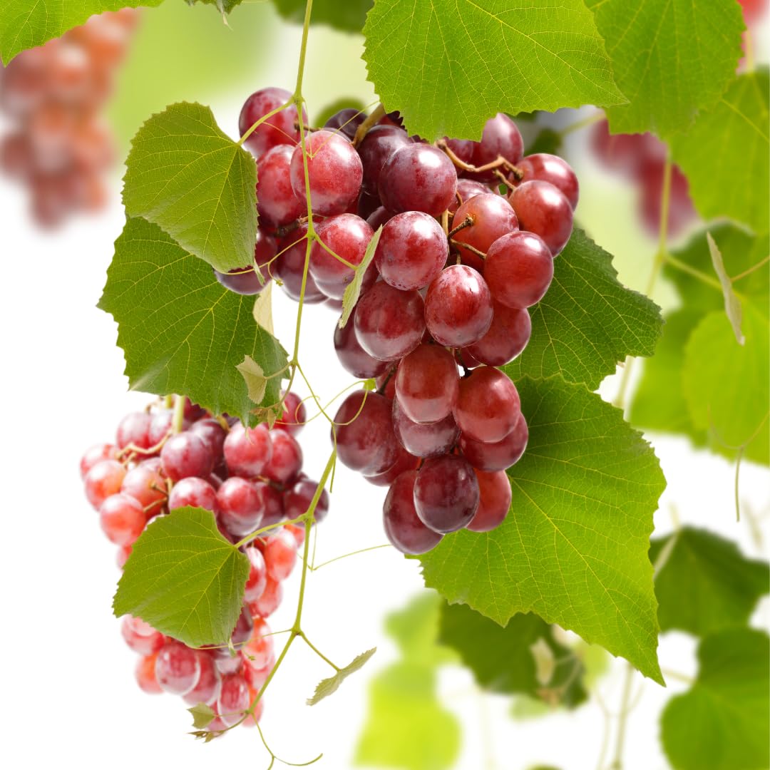 Red Seedless Grape Vines Trees Live Plants, Well-Rooted 1 to 2 Years Old Trim 5-9" in Tall, Grapes Plant Live for Outdoor Planting, Zones 3-9