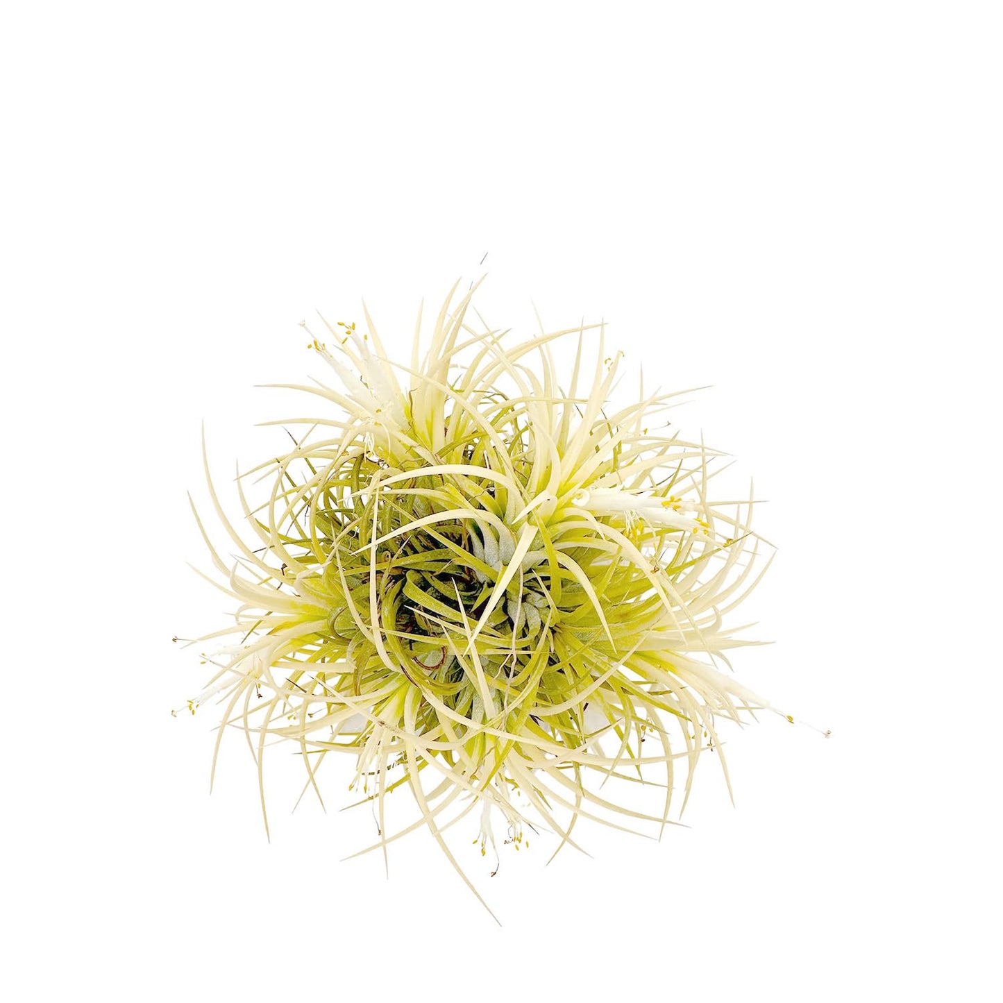 ragnaroc Air Plants - Tillandsia Ionantha Druid Ball, Jumbo 6-9" - 1ct - Live Arrival Guaranteed - House Plants for Home Decor & Gift