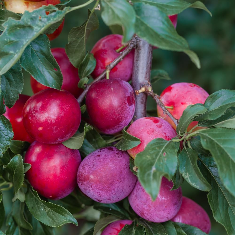 Santa Rosa Plum Trees Live Plants, Live Plum Tree in 3 Gal Pot, Large Plant from 3 Feet Tall, Sweet and Juice Fruit for Outdoor Gardening, No Ship to CA