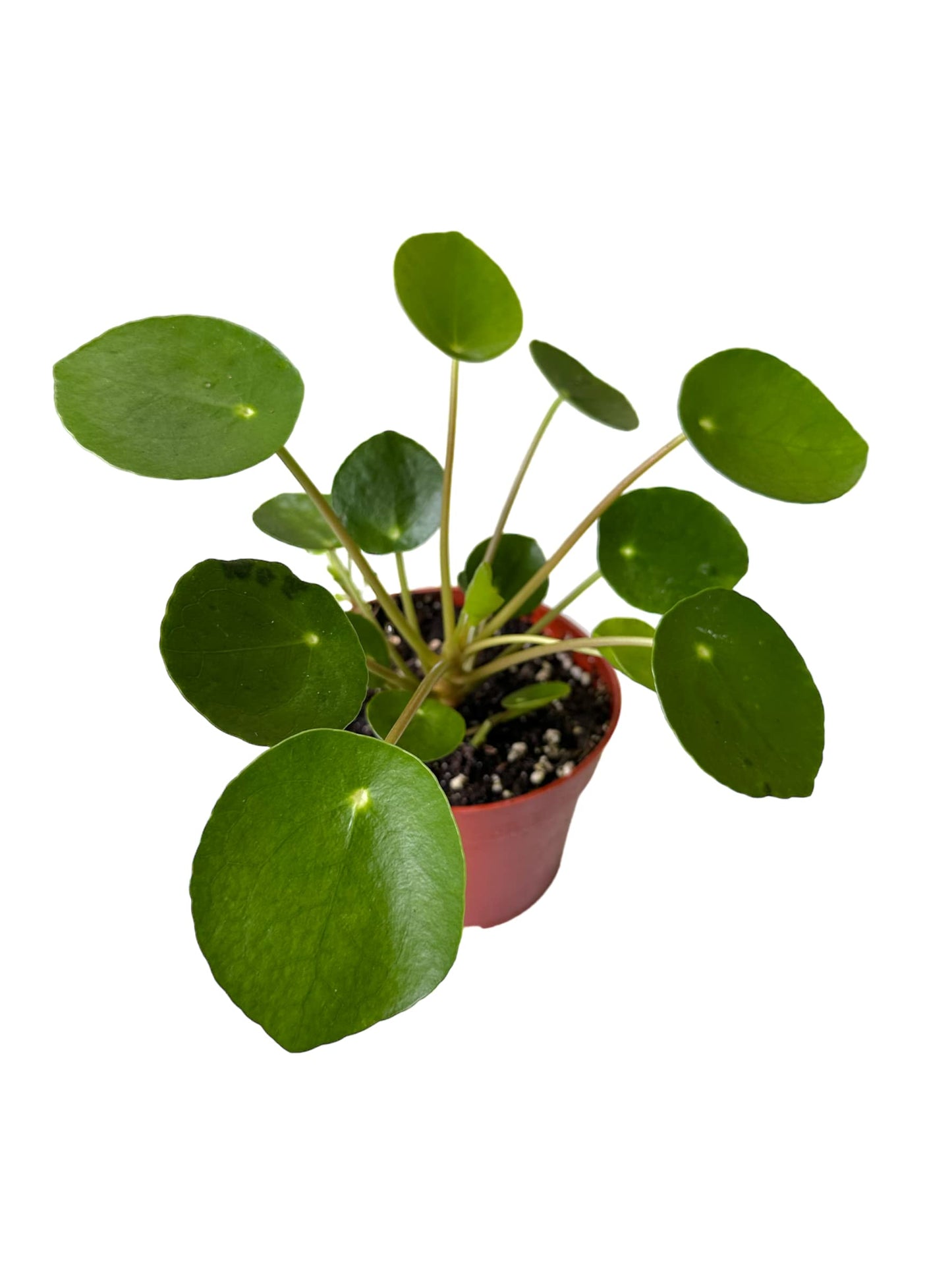 Chinese Money Plant, Peperomia pilea, Live Indoor Plant, 4 inch Pot - Hopewind Plants Shop