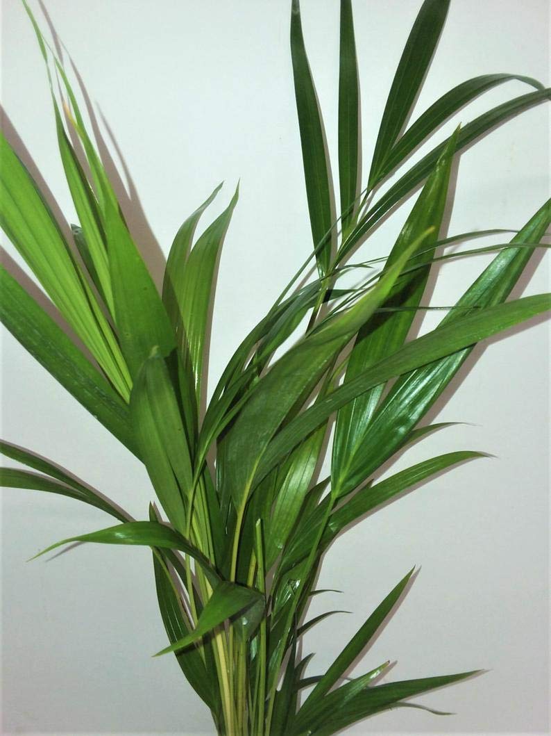 Two areca Palm plant Dypsis lutescens 4'' pot Easy to grow!! unique from Jmbamboo