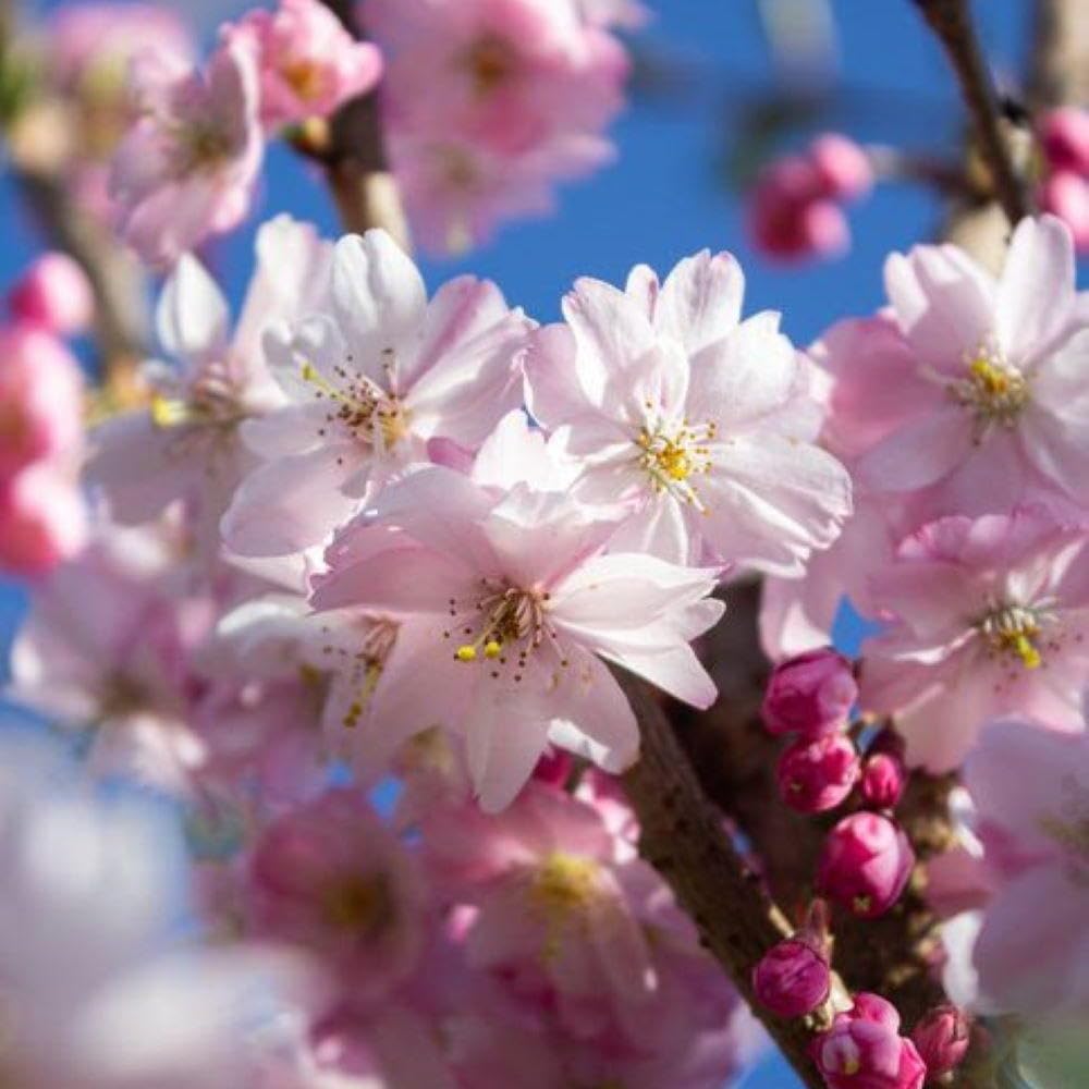 Cherry Blossom Tree, Live Ornamental Tree 6-12" Tall in Pot, Beautiful Spring Blooms for Outdoor Planting (Autumn Cherry Blossom)