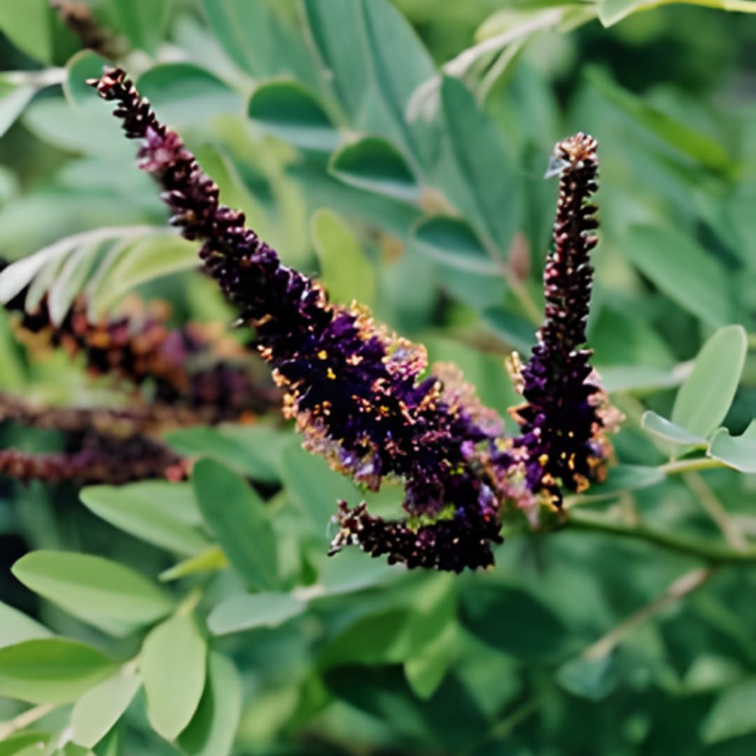 5 Amorpha fruticosa Live Plants 6–12 Inch | False Indigo Bush Starter Tree | Fast-Growing Native Plant with Showy Purple Blooms | Great for Wild Gardens