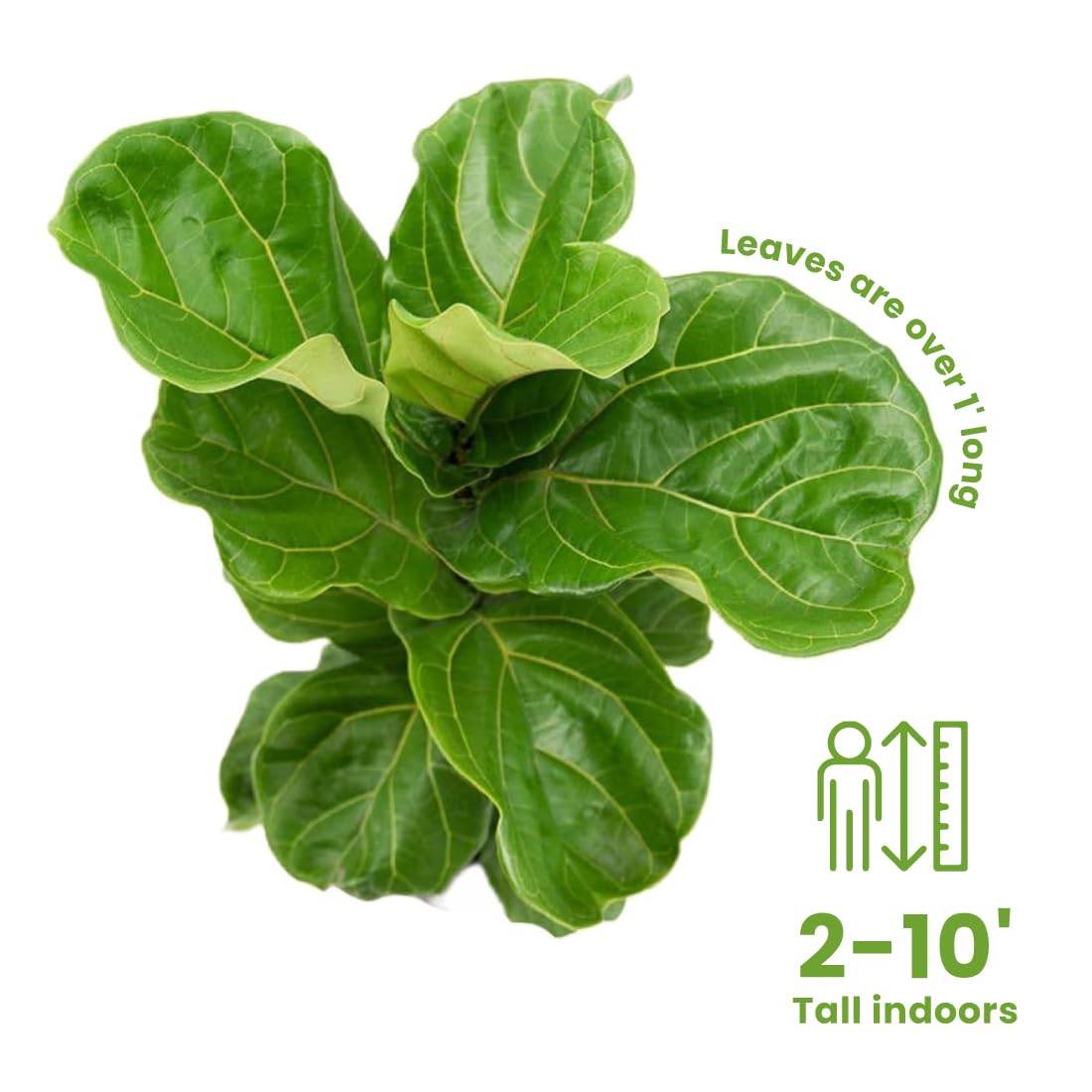 American Plant Exchange Live Fiddle Leaf Fig – 10-Inch Pot –Bold Leafy Indoor Plant for Bright Spaces