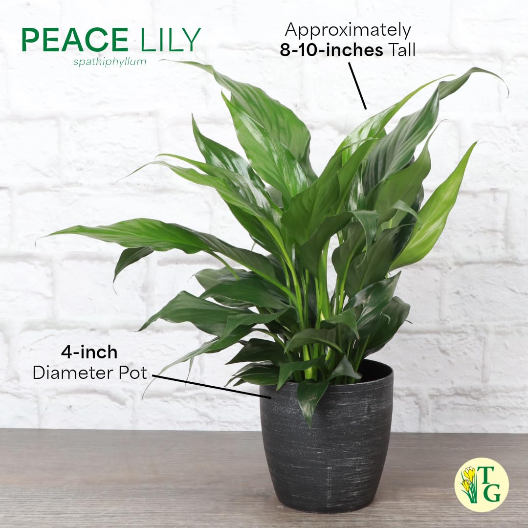 Thorsen's Greenhouse Live Peace Lily Plant, Spathyphylum, Low Light, Natural Air Purifier Live Indoor Plant, 4" Diameter Pot (Gold, 4-inch Pot)