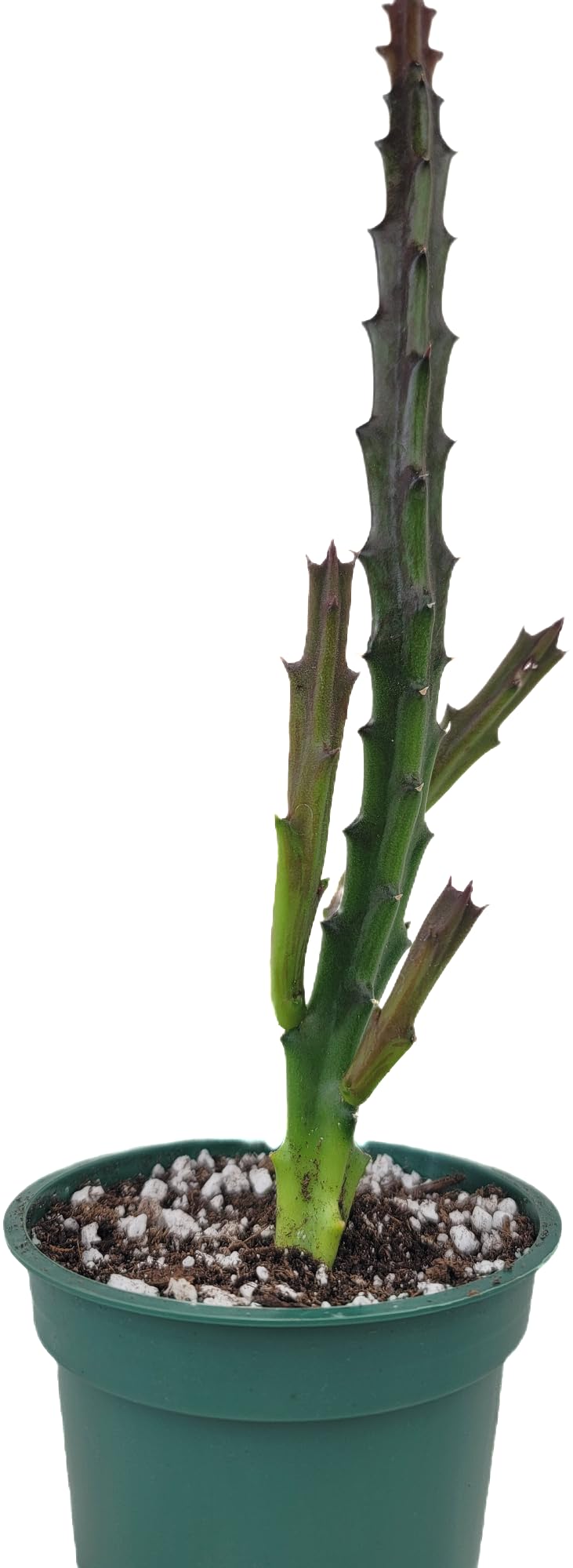 Lifesaver Plant with Purple Flowers - Live Plant in Pot - Stapelia Mutabilis - Beautiful Indoor Outdoor Cacti Succulent Houseplant with Exotic Blooms (1 Plant, in a 3.5" Pot)