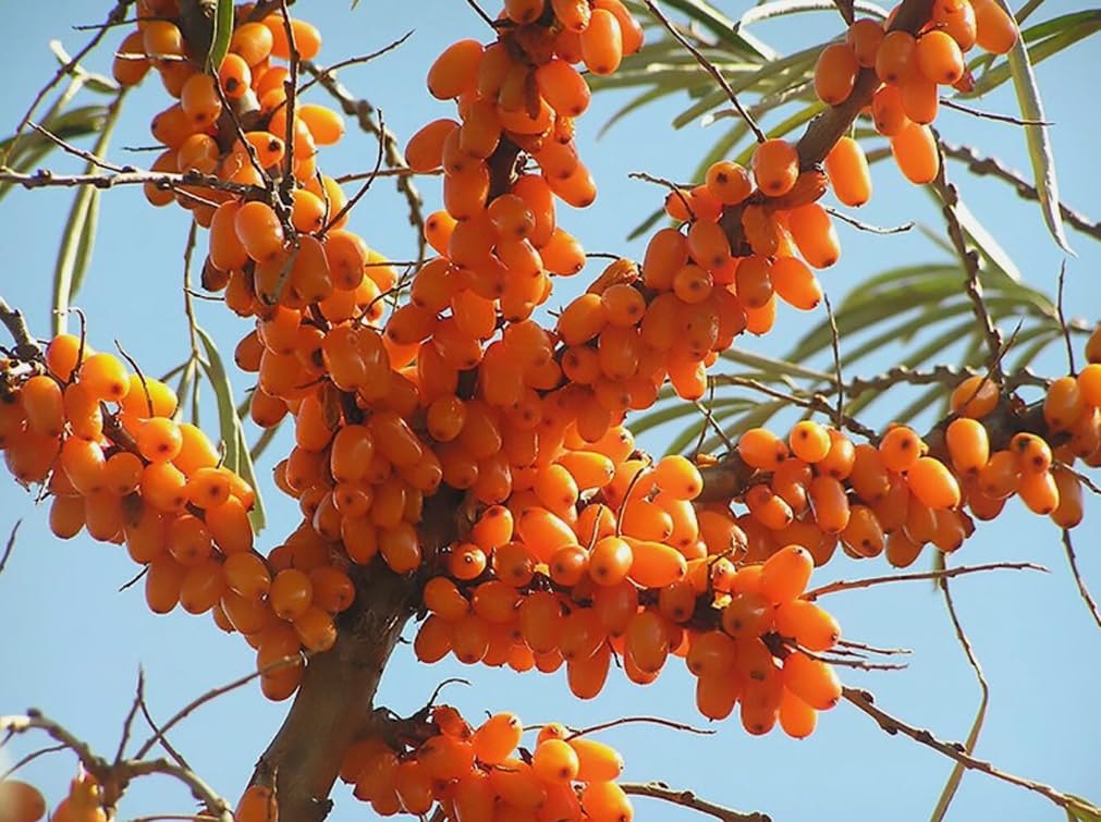 50PCS Sea Buckthorn Seeds Hippophae Rhamnoides Perennial Shrub Seeds Edible Fruit Tree Seeds Easy Grow Outdoor Indoor