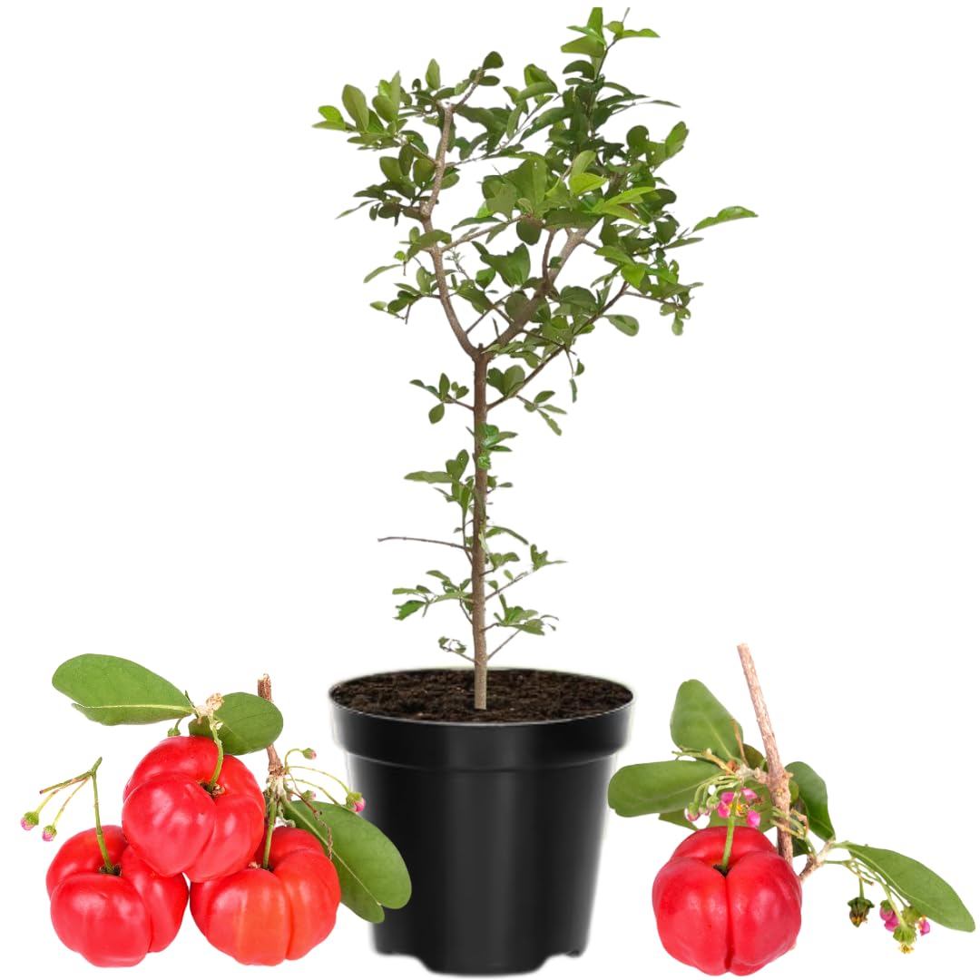 Barbados Cherry Tree Live Plant for Planting, 4-8 Inch Tall, Acerola Barbados Cherry Plant Live Ready to Grow Outdoor, Ship No Pot