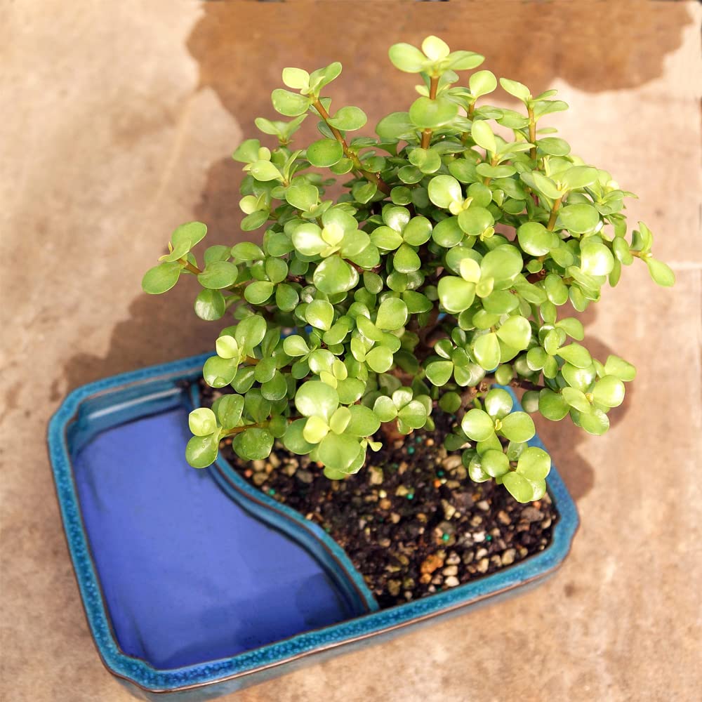 Brussel's Bonsai Live Dwarf Jade Bonsai Tree, Indoor - Medium, 4 Years Old, 8 to 12 Inches Tall - Decorative Water Bonsai Pot with Bonsai Tray