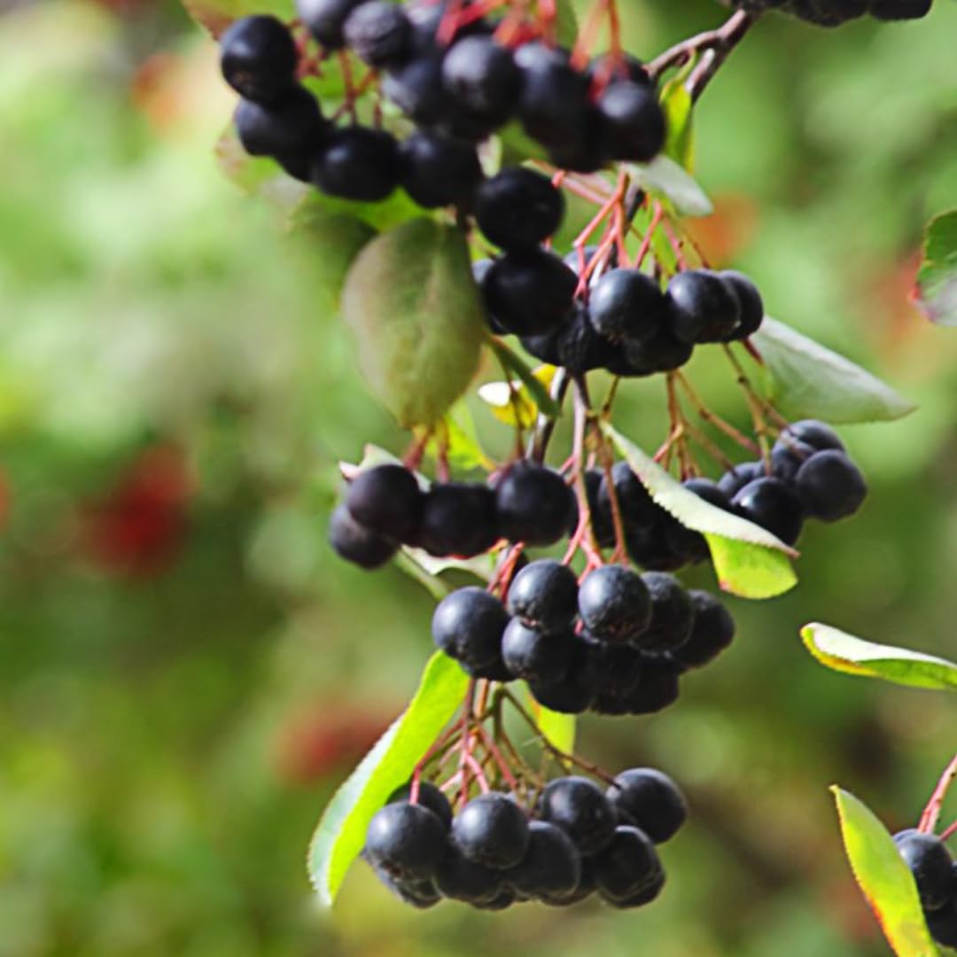 1 Year Old Black Chokeberry Live Plant 1-2 Feet Tall, Dormant, Cold Hardy Aronia Berry Bush for Orchard Landscaping, Chokecherry Plant Like