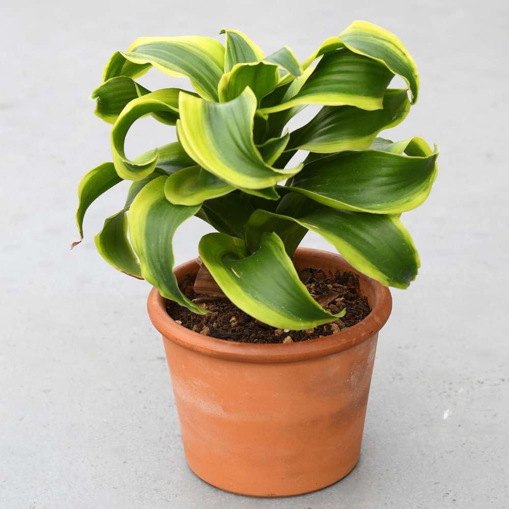 Dracaena Tornado Live Plant for Indoor | Different Houseplants in 4'' & 6'' Pot | Real House Plant for Living Room, Office, Desk & Bathroom | Tornado | Dracaena Fragans