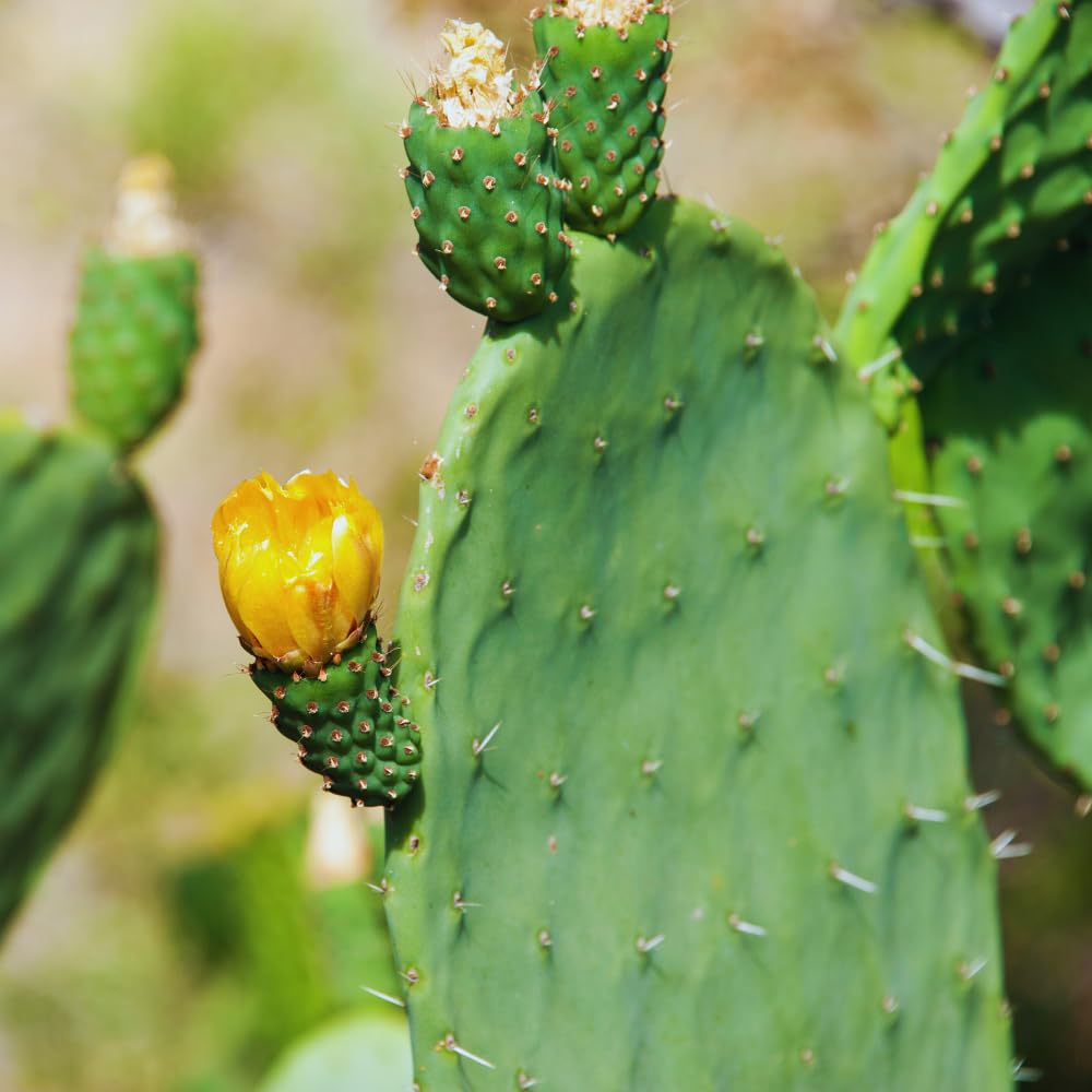 Prickly Pear Cactus Plant Live, Green Prickly Pear Cactus Live Plant Pot, 4 Inch Tall, Hardy Succulent Cactus for Indoor or Outdoor Garden, Easy Care Plant