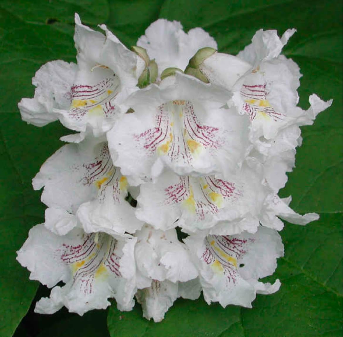 Catalpa speciosa, 2 Year Old 1-2 ft Tall,Northern Catalpa, Cigar Tree, Indian Bean, Sent with Roots Wrapped, no Leaves.