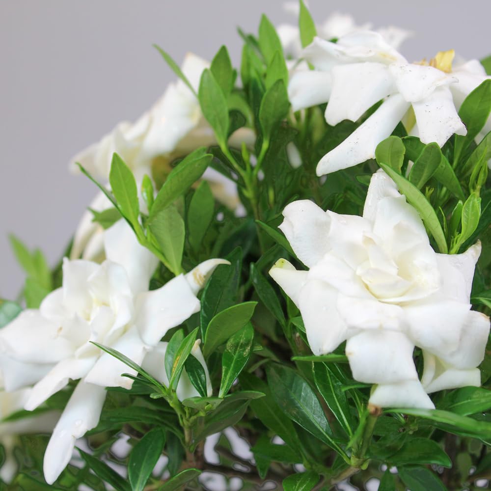 Brussel's Bonsai - Live Gardenia Bonsai Tree, Outdoor Bonsai Plant in Grower Pot, 4 Years Old, 6-8 Inches Tall, Easy Care Flowering Plant for Patio or Garden (Small)