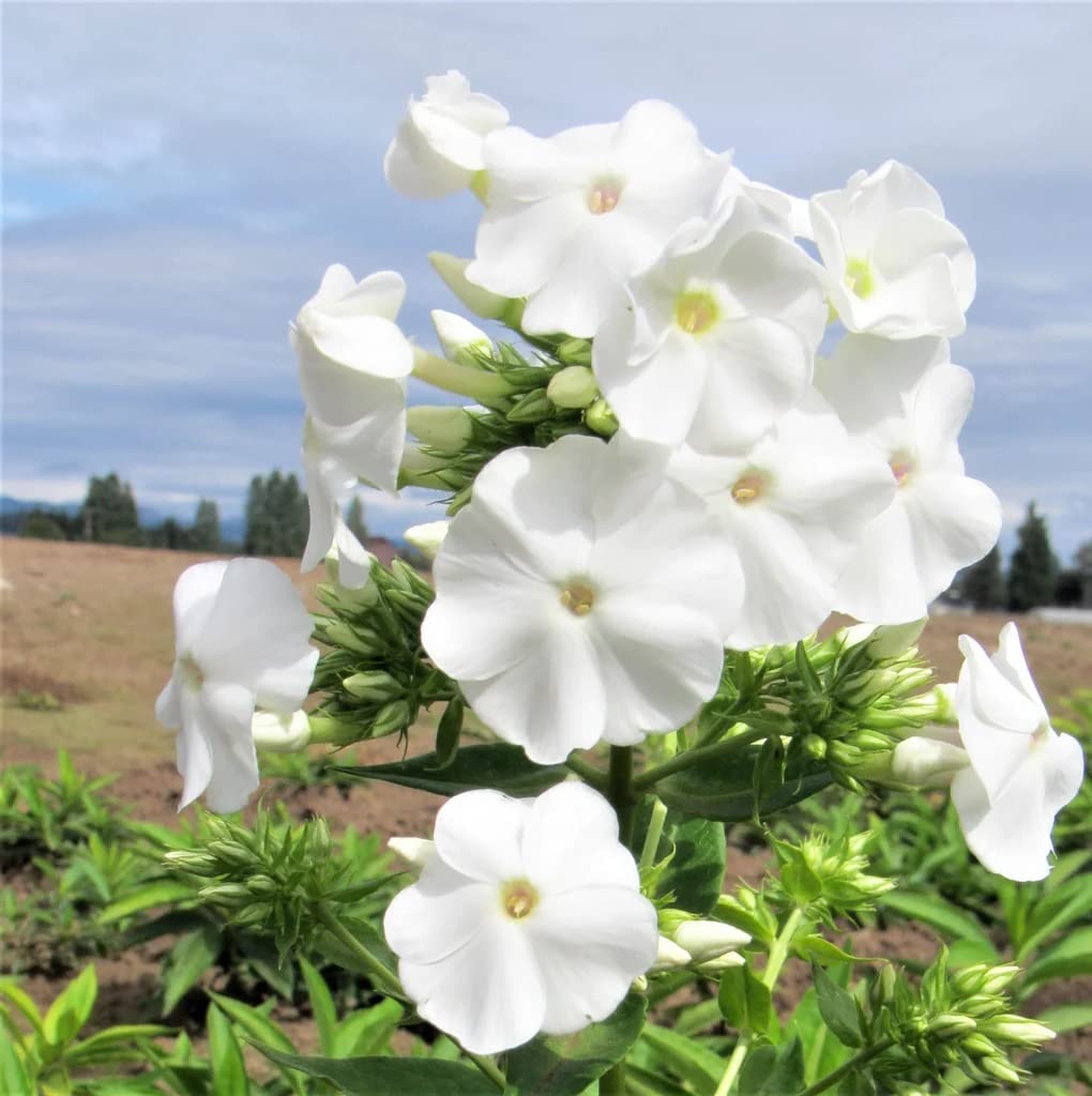 Votaniki David Phlox Bare Root Start - Perennial, Fragrant Blooms, Paniculata David Phlox Bare Root for Planting - Perfect for Borders, Garden Beds, and Containers (1 Pack)