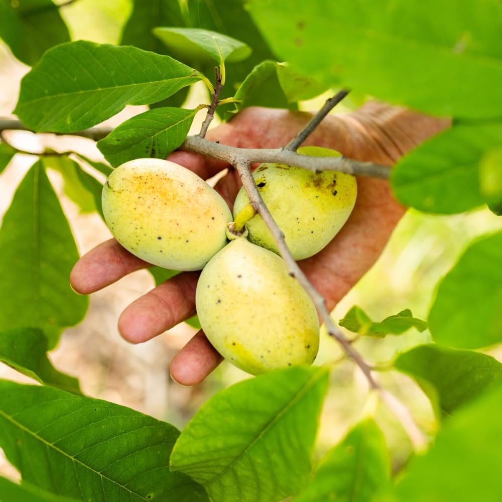 Pawpaw Tree Live Plant, 6-15 Inch Tall, Quart Pot, Paw Paw Plant Live for Outdoor Planting, Cold-Hardy Fruit Tree