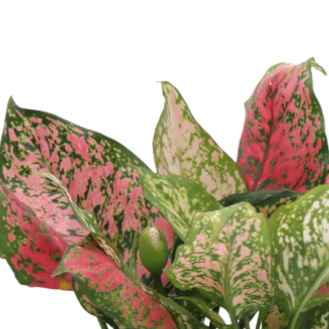 American Plant Exchange Aglaonema Chinese Evergreen, Hot Pink Wishes – 6-Inch Pot – Live Plant with Bright Foliage, Valentines Day Gift, Easy Care Houseplant for Home & Office Decor