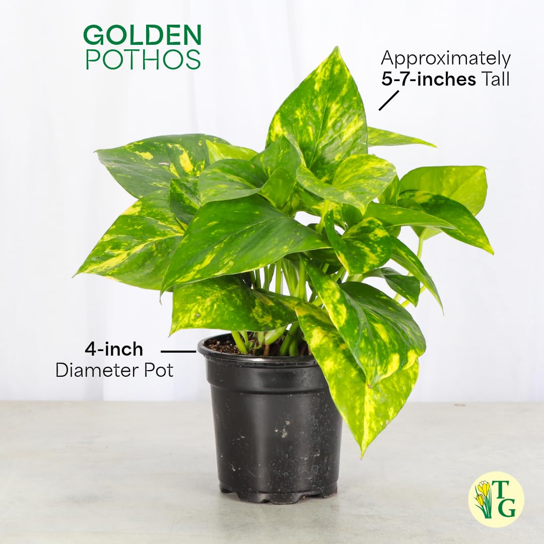 Thorsen's Greenhouse Golden Pothos, Live Indoor Vining Plant, Easy to Grow, Variegated Houseplant, Natural Air Purifier (Sage, 4-inch Pot)