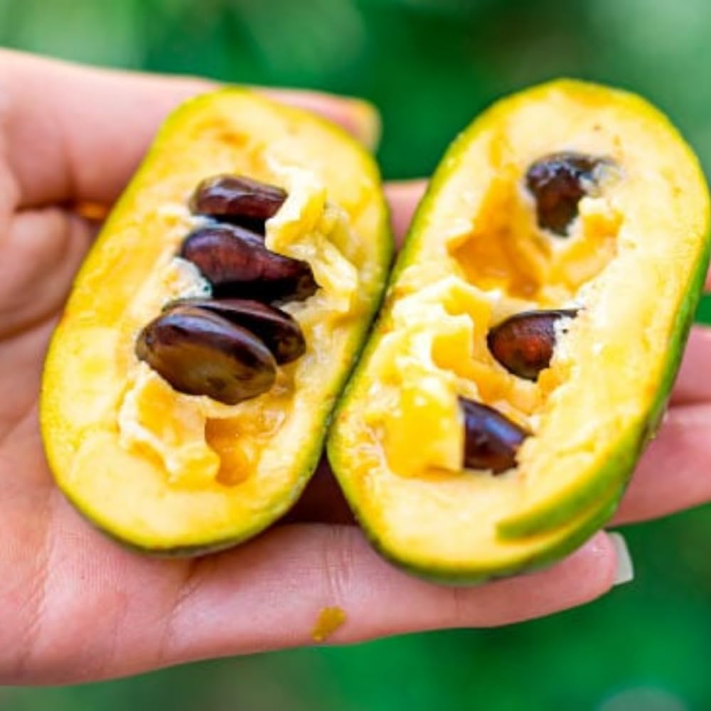 Pack 2 Paw Paw Trees Live Plants, Potted Pawpaw Seedling Plants, 1 Year Old Well Rooted, Common Pawpaw Asimina Triloba, No Leaf in Winter