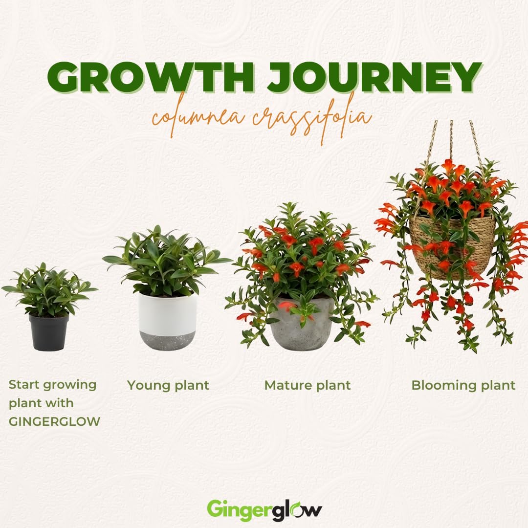 Trailing Goldfish Flowers Plants Live Houseplants, 4-6 Inch Tall, Long Leaf Golden Fish Plants, Flowering Trailing Plant Suitable for Gifts & Ideal for Home Interiors
