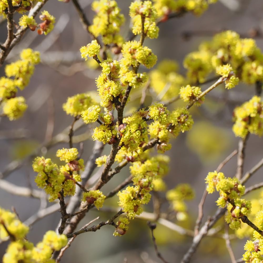 Spicebush Live Plant in Quart Pot, Fragrant Leaves, Hardy Shrub, 8-12 Inches Tall for Outdoor Gardening