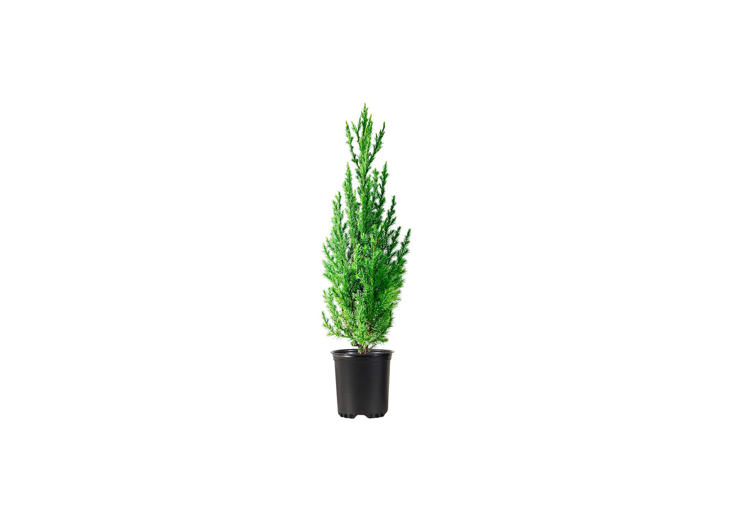 Spiny Greek Juniper | 1 Live 4 Inch Pot | Juniperus Chinensis | Drought Tolerant Cold Hardy Evergreen Screening Plants