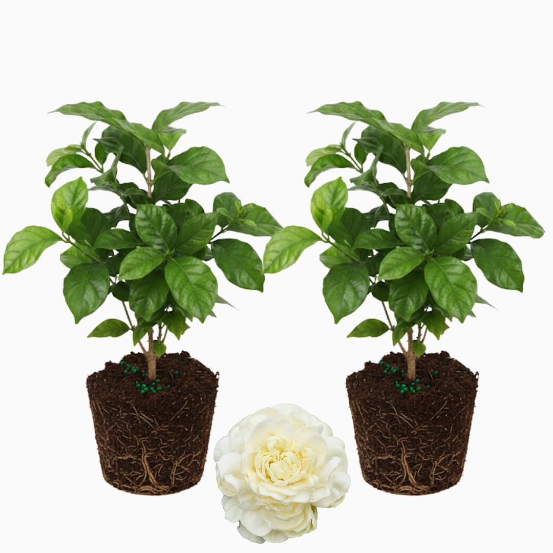 2 Count Jasmine Live Plant | 4 to 6 Inc | Grand Duke of Tuscany Jasmine | Produce Fragrant Flowers | Housewarming Friendship Gifts for Women Best Friend Presents for Mom Birthday Gift for New Home