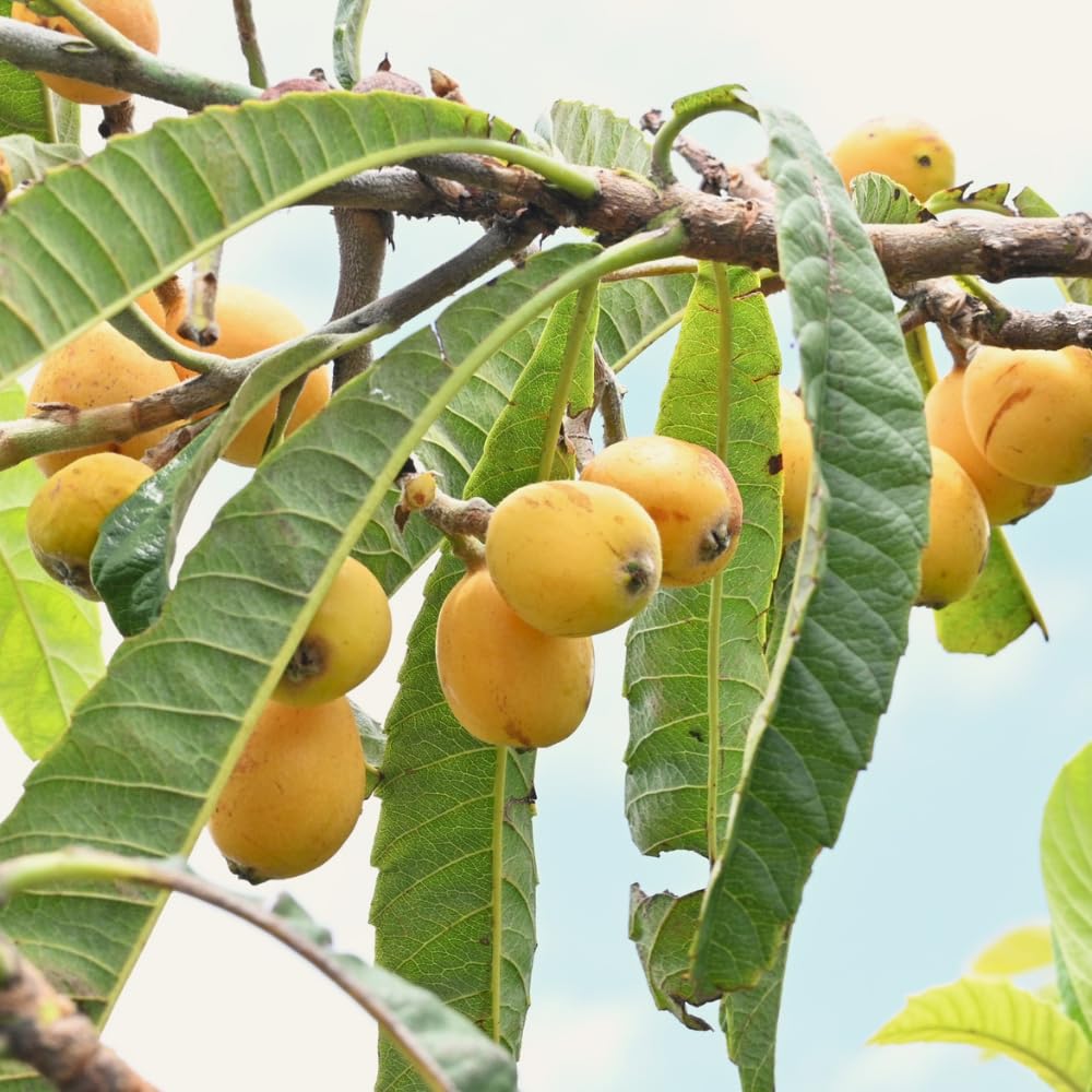Loquat Tree Live Plant, Loquat Fruit Trees Live Plants, 1-2 Feet Tall in 3 Gallon Pot, Sweet Fruit Tree for Outdoor Planting, No Ship to CA