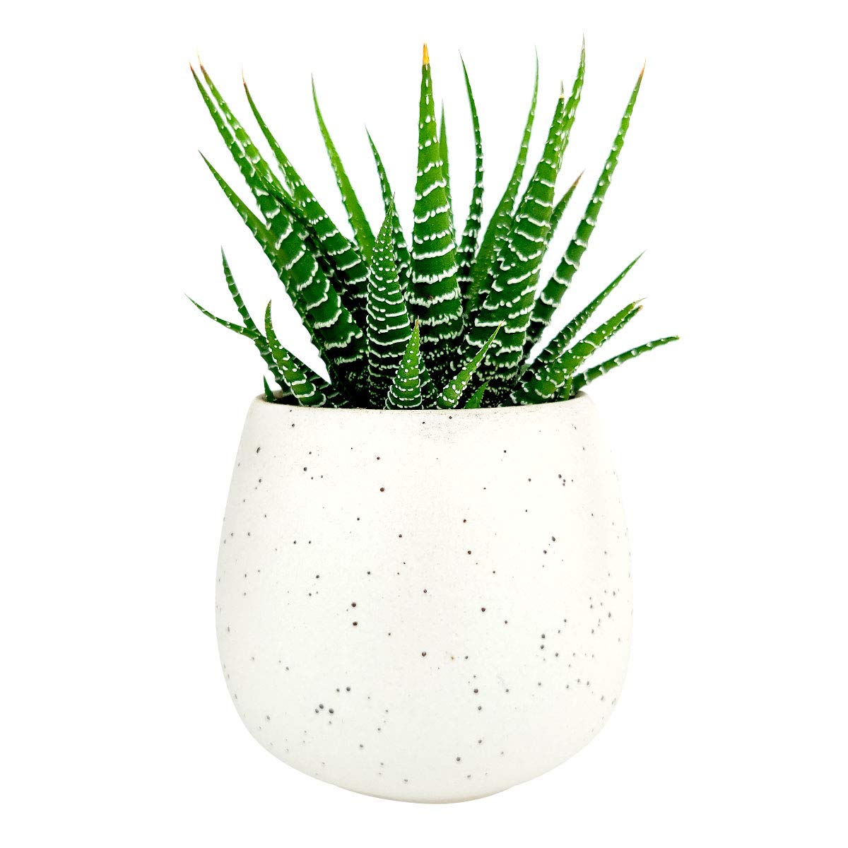 Haworthia Zebra Spiky Succulent Plant with Care Guide - Best Indoor Plants - Easy to Grow Succulents - Gift Ideas for Plant Lover - Low Light Succulents (4 inch)