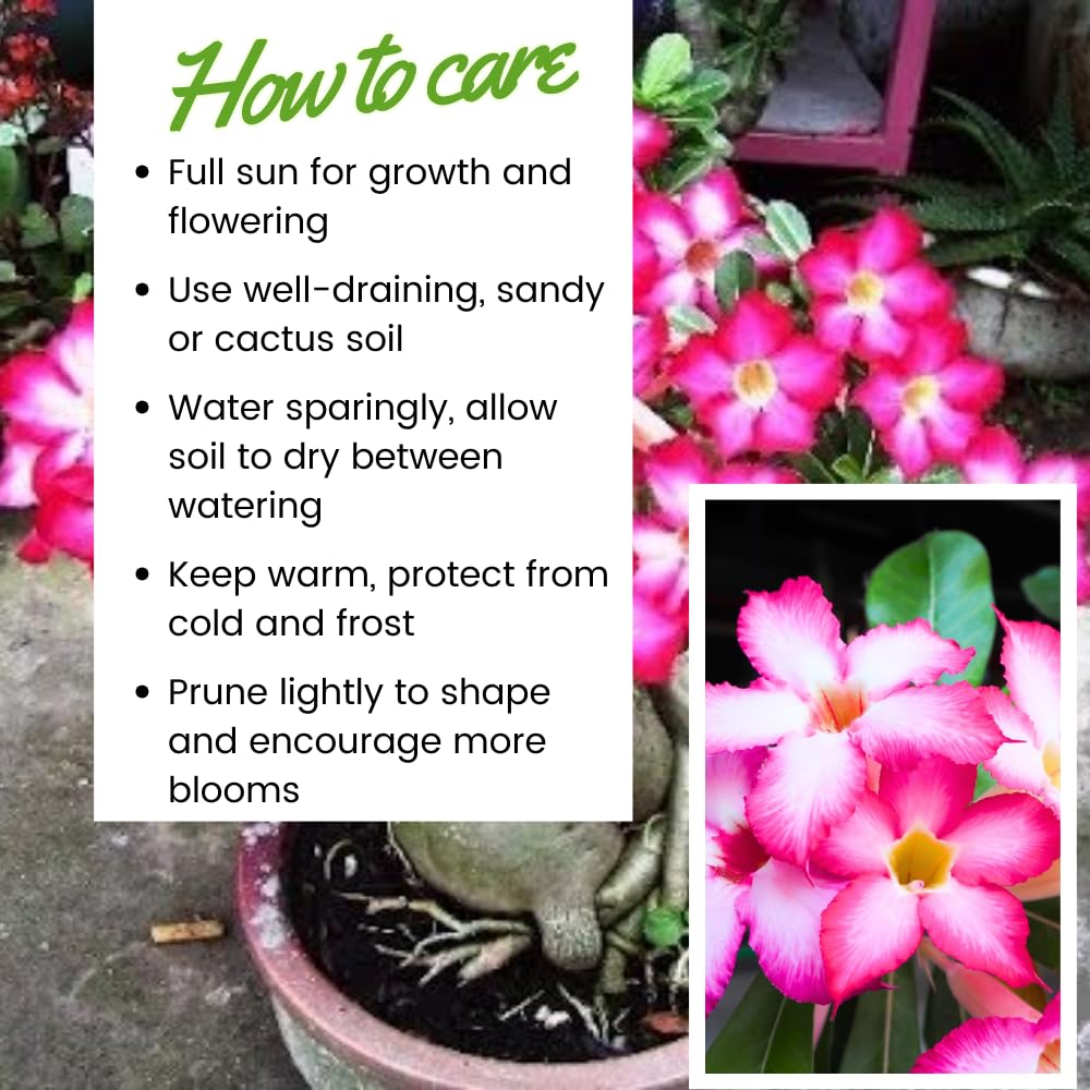 Desert Rose Plant Live, Adenium Bushes Well Rooted, Adenium Obesum Flowers Plant for Indoor Outdoor Garden, Flowering Succulent, 4-6 Inches Tall, No Pot (Pink)