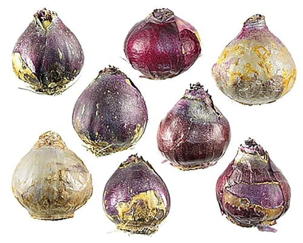 5 Aqua Hyacinth Bulbs