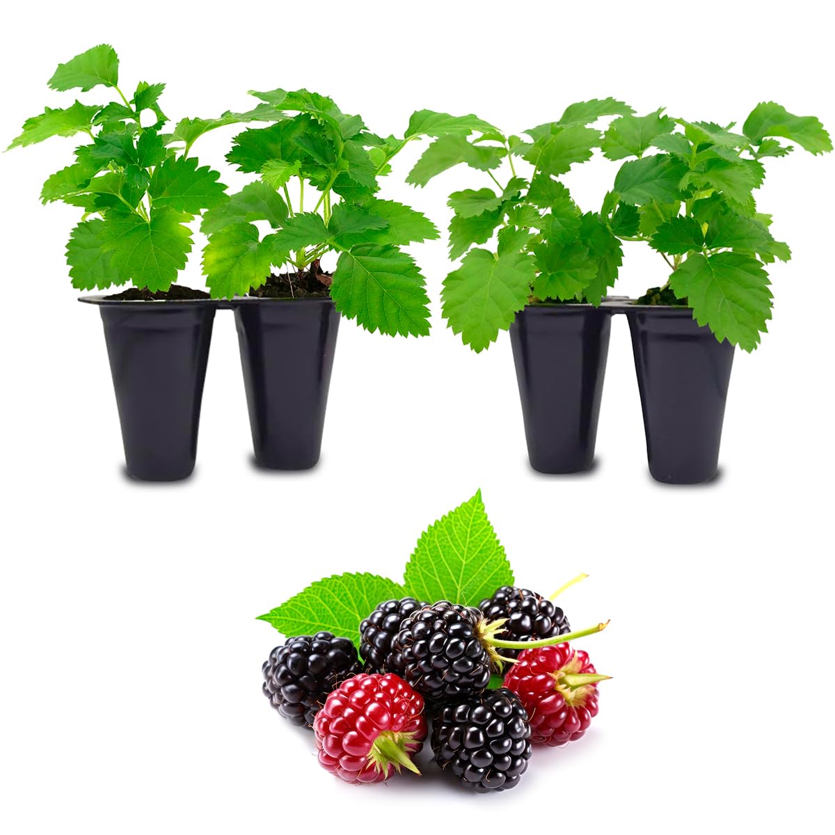 Thorny Boysenberry Plants (4 Pack) – Live Starter Plants for Planting, Vigorous Trailing Canes Producing Large, Juicy, Sweet-Tart Berries, Ideal for Jams, Pies, and Fresh Eating