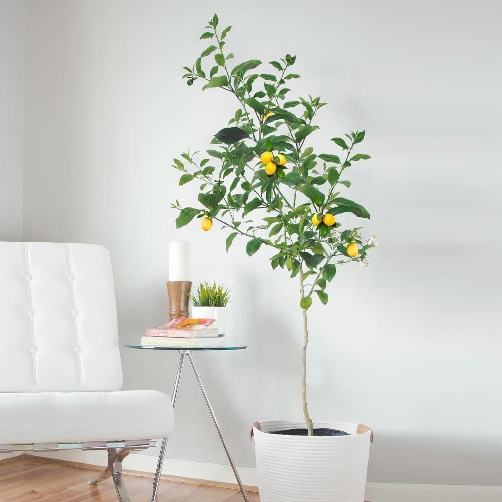 Brighter Blooms - Meyer Lemon Tree, 1-2 ft. - No Shipping to AK, AL, AZ, CA, FL, GA, HI, LA, MS, OR, TX