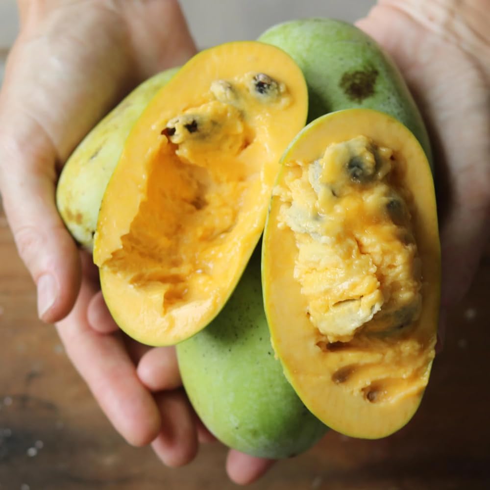 Pawpaw Tree Live Plant, 6-15 Inch Tall, Quart Pot, Paw Paw Plant Live for Outdoor Planting, Cold-Hardy Fruit Tree