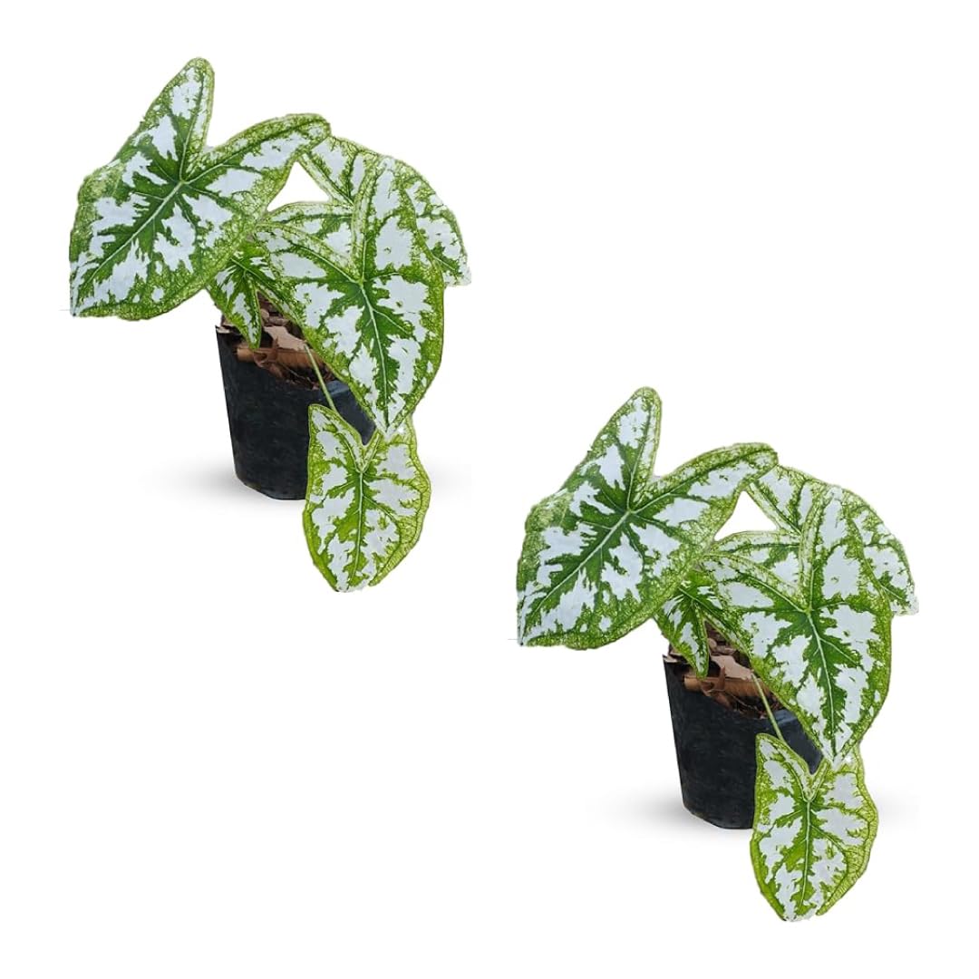 LEAL PLANTS ECUADOR Caladium Humboldtii (Pack of 2) | Pink Symphony Caladium Bulbs | Live Evergreen Indoor Plant | Elephant Ear Plant | Heart of Jesus, Angel Wings | Natural Décor for Home or Garden