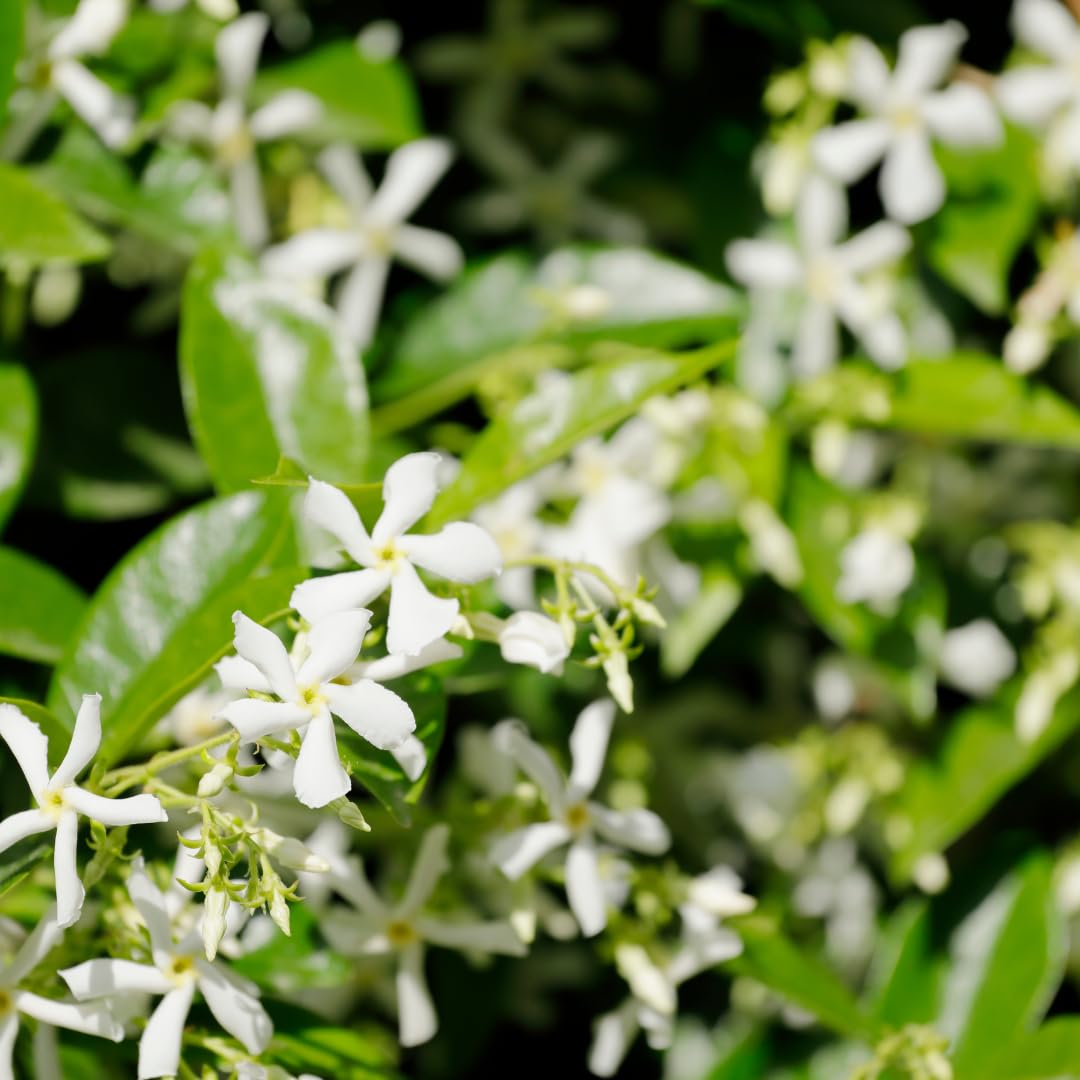 Live Star Jasmine Vine, Fragrant Flower Plant, 3 Inch Pot, Well Rooted for Indoor or Outdoor Growing