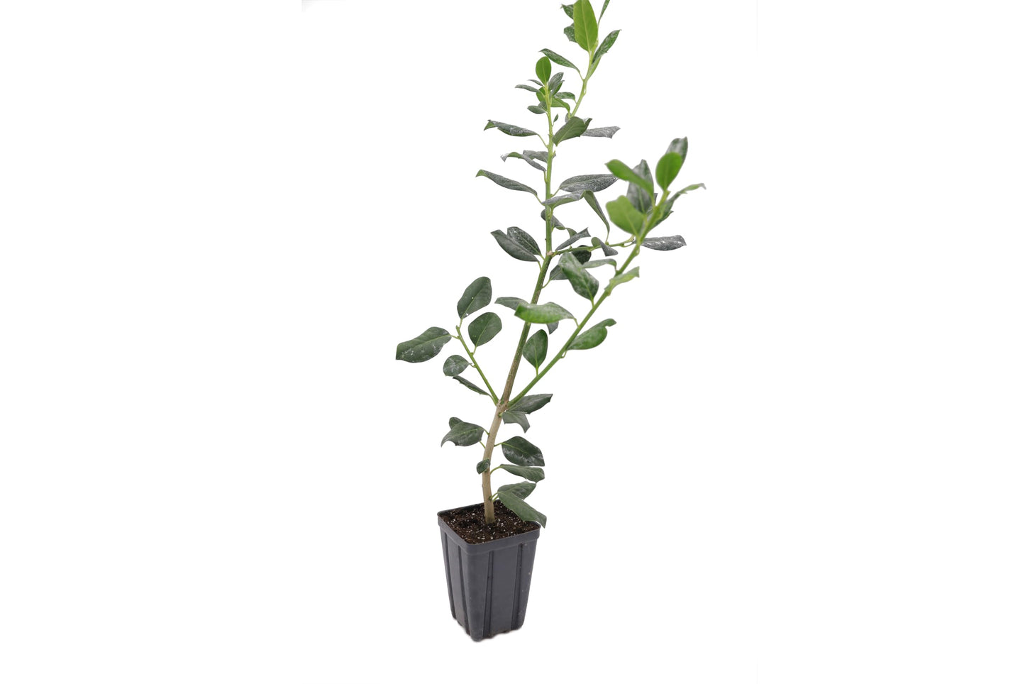 Greenwood Nursery: Live Trees - Nellie R. Stevens Holly Tree + Ilex X - [Qty: 1x 2.5 Pot] - (Click for Other Available Plants/Quantities)