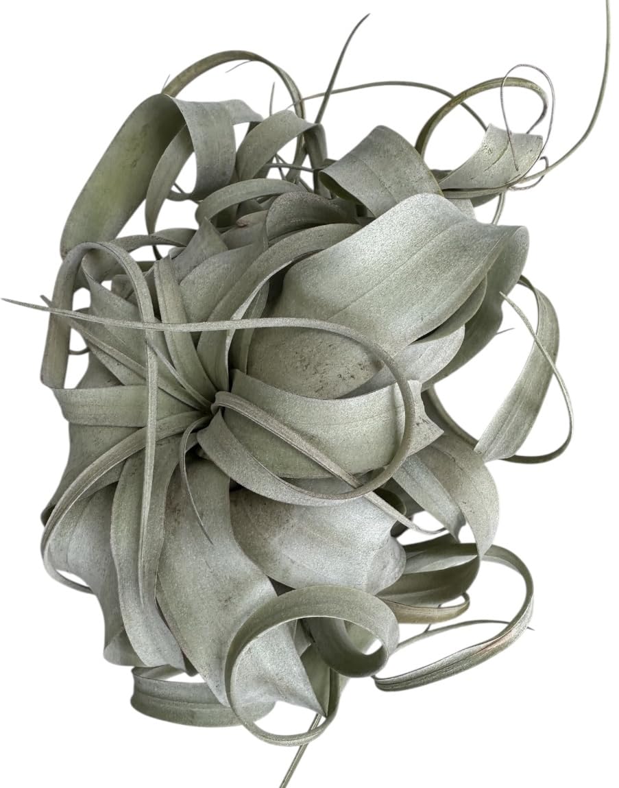Large Xerographica Air Plants 6 to 7 Inch Wide - Air Plants Live Tillandsia Succulent House Plants Holders - Available in Wholesale/Bulk - Home and Garden Decor - Easy Care Indoor/Outdoor Plants(1 PC)