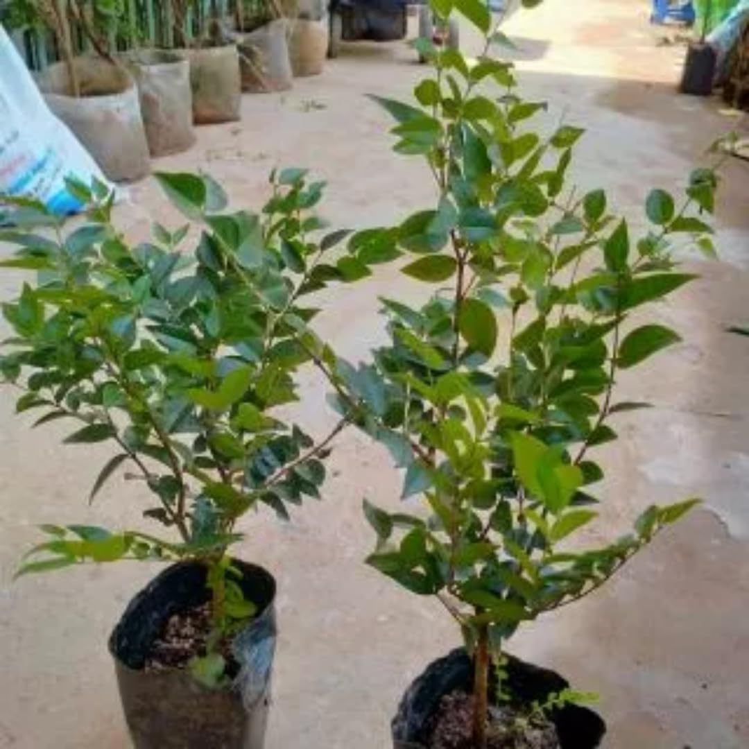 1 Feet Black Jaboticaba Tree Live Plant Well-Rooted and Fast-Growing Brazilian Jabuticaba Grapetree, No Pot, 1 Years Old Ready for Outdoor Spring Planting