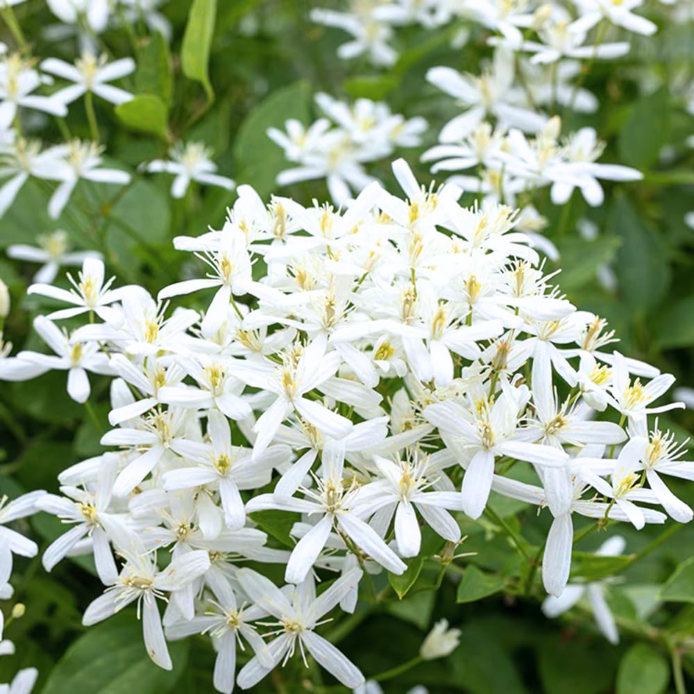 3 Sweet Autumn Clematis Plants Live Well-Rooted in 4” Pots, Fast Growing Fragrant Flowering Vine for Outdoor Garden and Trellis