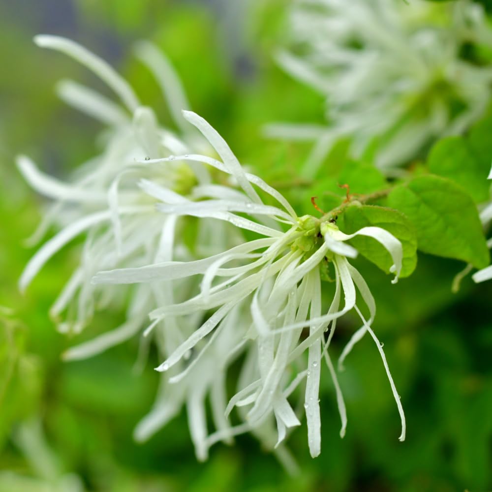 White Fringe Tree in Quart Pot, Live Perennial White Fringe Flower Tree Plant, 8 to 10 Inch Tall for Planting