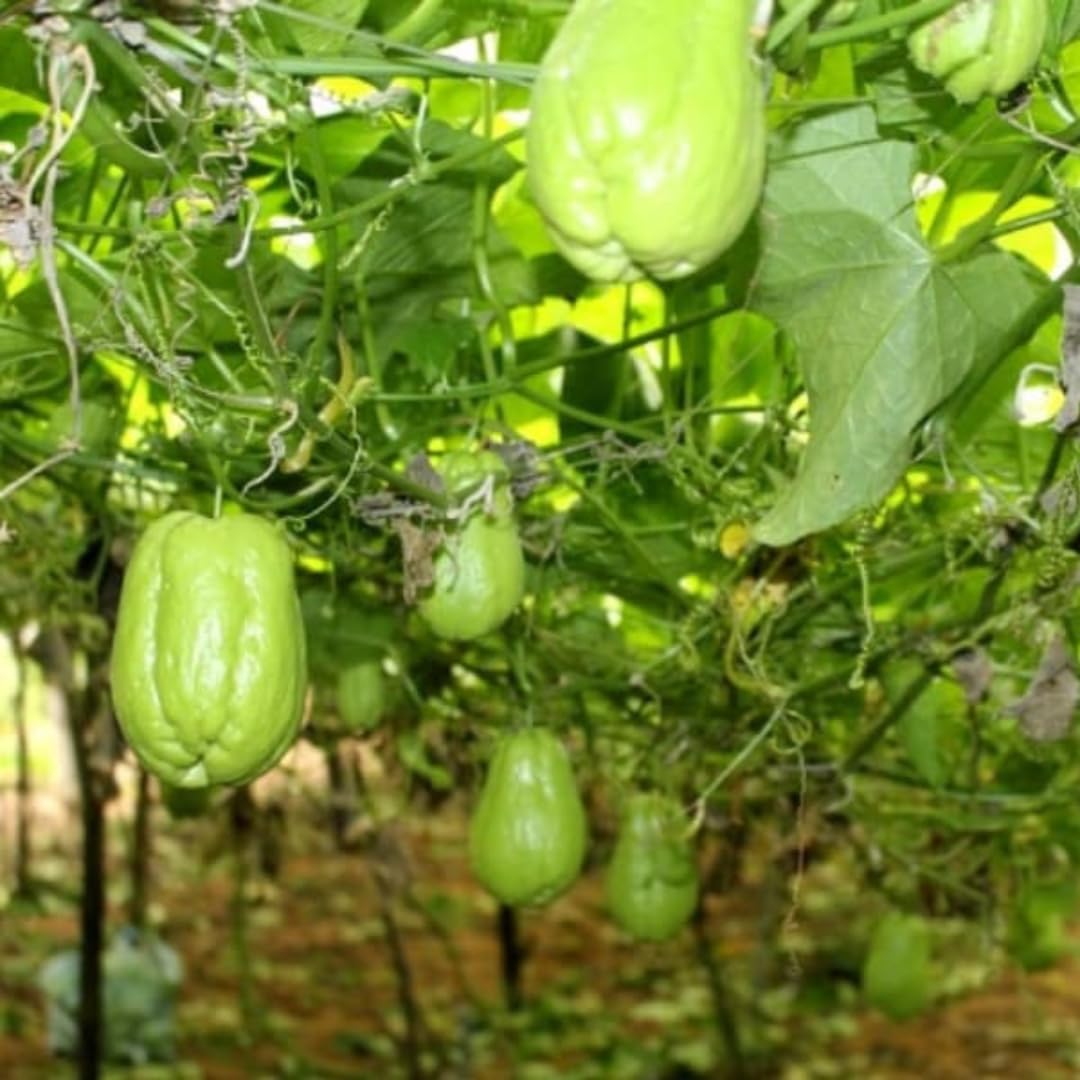Live Chayote Squash Plant, Green Chayote Squash, Vegetable Plant Live, 8 to 10 Inches Tall for Outdoor Garden