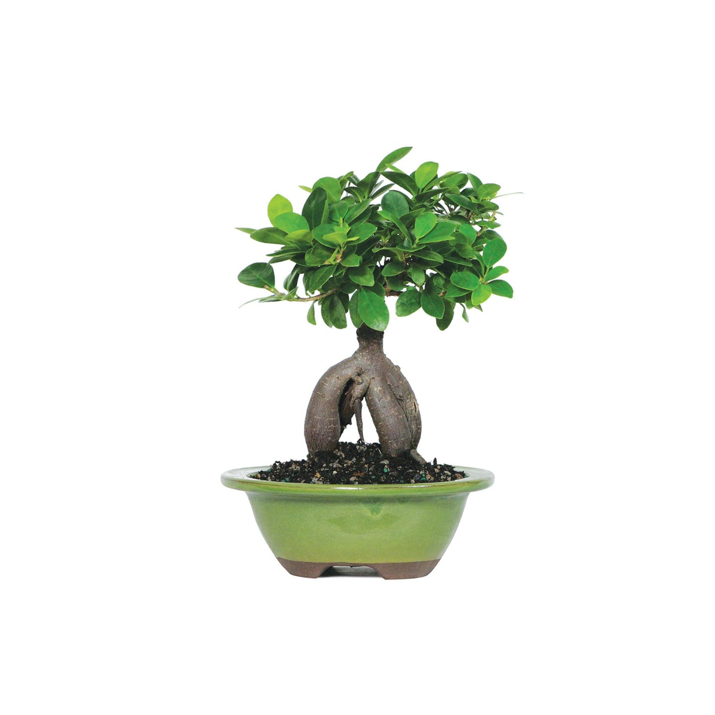 BloomsyBox - Ginseng Grafted Ficus: Natural Plant | Aesthetic Appeal, Air Purifying Plant, Long-Lasting, Low Maintenance Care, Desk Decoration - Flower Delivery, Birthday Flowers, Anniversary Flowers