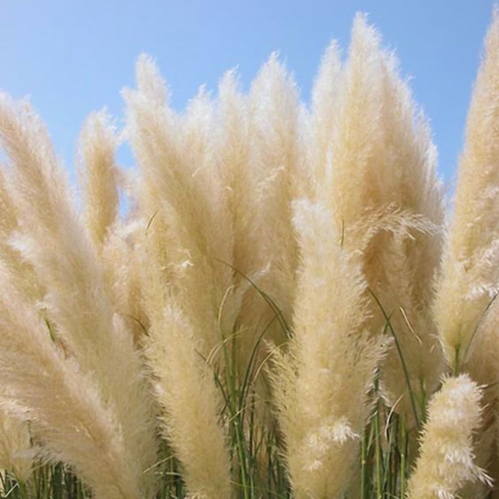White Pampas Grass Plant Live, 4'' Potted, Perennial Ornamental Pampas Grass Live Plant, 4 to 7 Inc