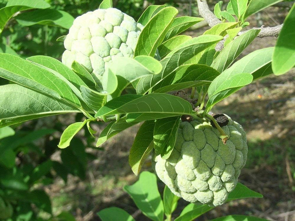 10 Pcs Sugar Apple Seeds (Annona squamosa), High Germination, Non-GMO Custard Apple Seeds for Planting, Easy to Grow Tropical Fruit for Home Gardens, Pots & Outdoor Orchards